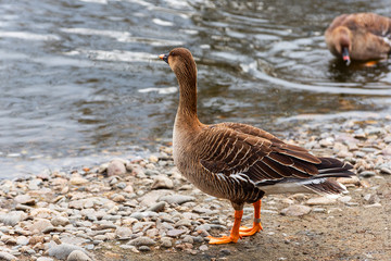 The wild duck stand on the bank of the lake. Close up.