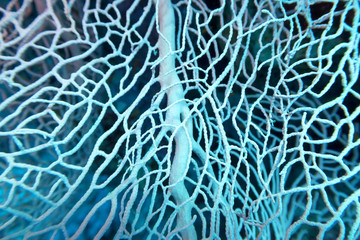 Great gorgonian at the bottom of tropical sea, underwater landscape