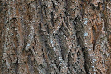 Texture of old tree bark closeup. Wooden background. Rough embossed pattern of tree, willow bark texture. Mockup for design, concept of nature and deforestation.