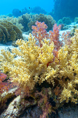 Naklejka na ściany i meble Colorful coral reef at the bottom of tropical sea, broccoli coral, underwater landscape