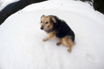 dogs in the snowstorm mountains
