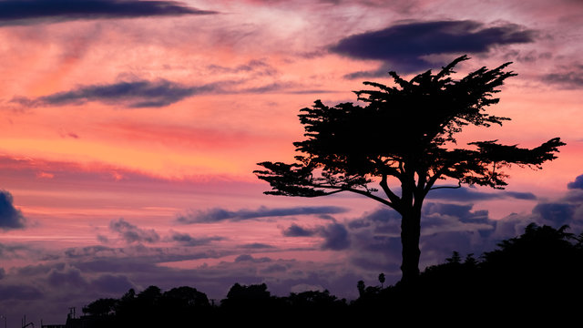 Cypress tree silhouette on a colorful sunset sky, Santa Cruz, California