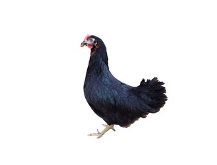 Poule noire isolée sur fond blanc 