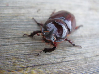Rhinoceros beetle.  Oryctes nasicornis. Scarabaeus nasicornis