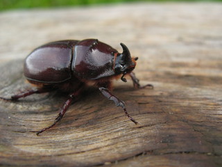 Oryctes nasicornis. scarabaeus nasicornis. rhinoceros beetle