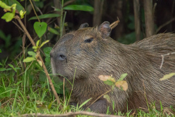 Capybara in the Pantanal, Brazil, South America