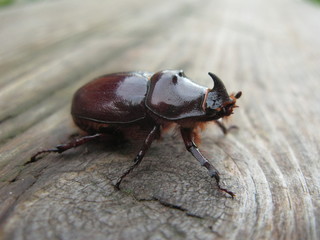 Scarabaeus nasicornis. rhinoceros beetle.  Oryctes nasicornis