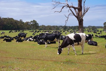 Black and White Dairy Cows Graze in Rural Western Australia