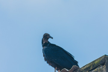 Urubu  - Black Vulture on the roof