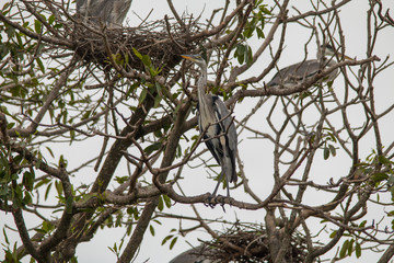 Cocoi heron nesting in the tree, Pantanal region, Brazil, South America