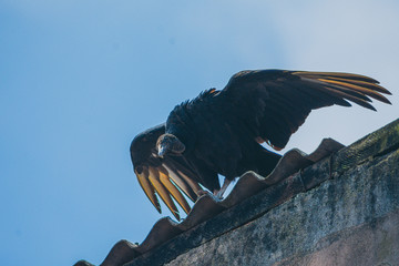 Urubu  - Black Vulture on the roof