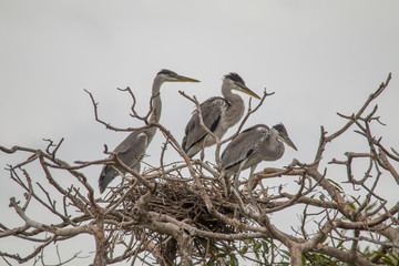 Cocoi heron nesting in the tree, Pantanal region, Brazil, South America