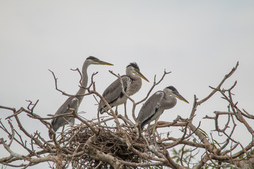 Cocoi heron nesting in the tree, Pantanal region, Brazil, South America