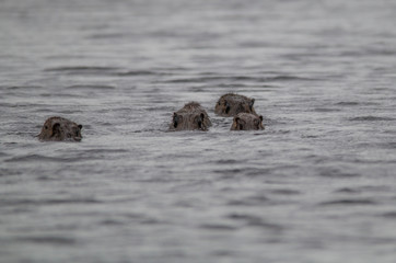 Fototapeta premium Capybara in the Pantanal, Brazil, South America