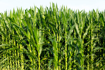 Detalle de una plantación de maíz en ña estación de verano