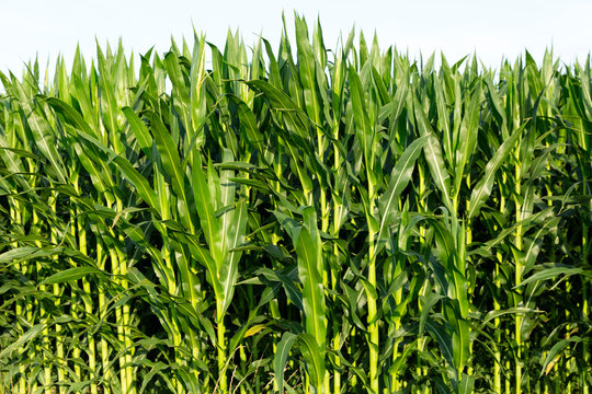 Detalle de una plantaci&oacute;n de ma&iacute;z en &ntilde;a estaci&oacute;n de verano