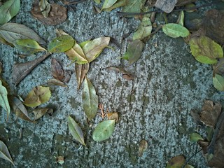 Leaves on Concrete