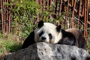 Fototapeta premium A portrait of a cute black and white panda bear lying on a rock. The animal is resting or trying to sleep.