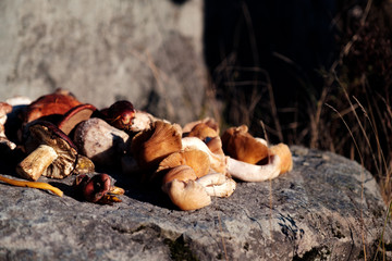 display of wild mushrooms on a rock