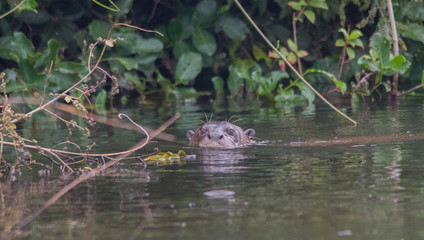 Giant otter at a river in the Pantanal, Brazil, South America