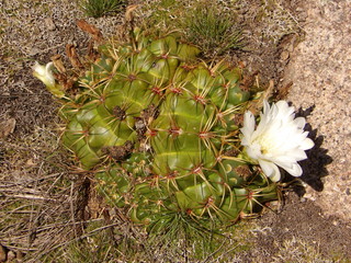 Cactus con flor