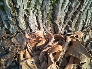 Tree Trunk Autumn