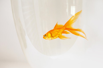 goldfish swimming in a fishbowl on white background, aquarium background