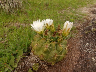 Cactus con flor