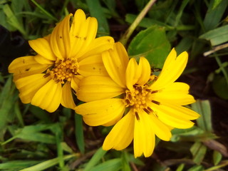 yellow flower in the garden