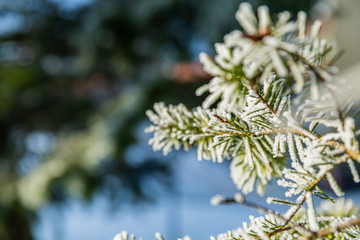 Branches covered with snow and ice in cold winter weather. Closeup. Winter scenery