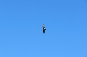 Eagle flies in blue sky background