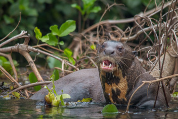 Giant otter at a river in the Pantanal, Brazil, South America