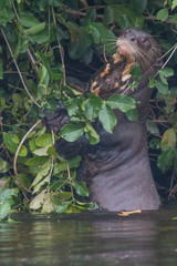 Giant otter at a river in the Pantanal, Brazil, South America