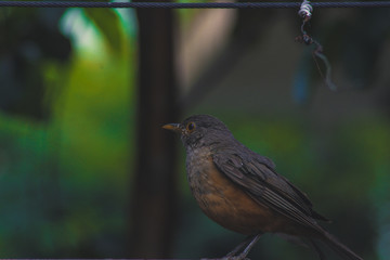Sabia-laranjeira - Rufous Bellied Thrush