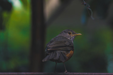 Sabia-laranjeira - Rufous Bellied Thrush