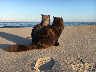 cat on the beach