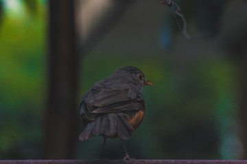 Sabia-laranjeira - Rufous Bellied Thrush