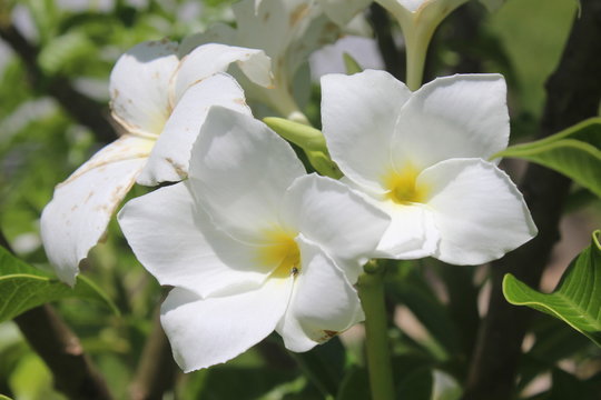L&iacute;rios de Primavera 