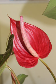 Flor Ornamental Vermelha 