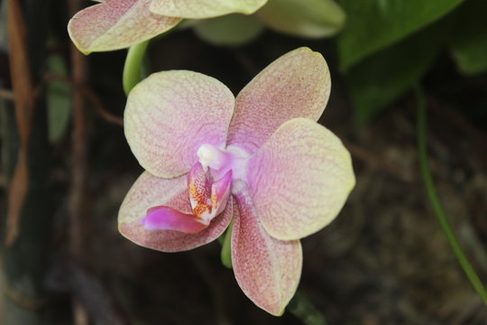 Flor Solit&aacute;ria no Jardim 