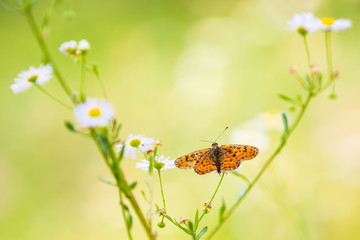 Melitaea deione provençal fritillary butterfly