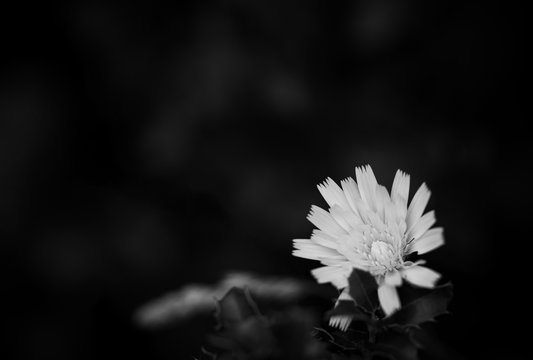 White dandelion on black background. Flower work in black and white. There is a suitable area on the left for writing.