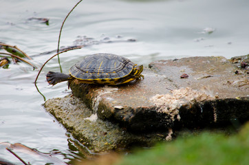 Fototapeta premium Turtle by the lake 