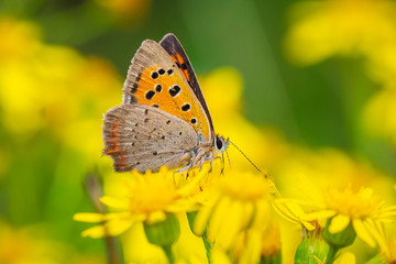 Small or common copper butterfly lycaena phlaeas closeup