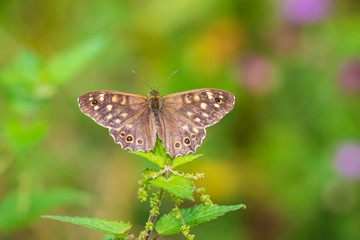 Obraz na płótnie Canvas Speckled wood butterfly Pararge aegeria top view