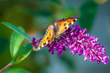 Aglais urticae small tortoiseshell butterfly top view isolated by nature