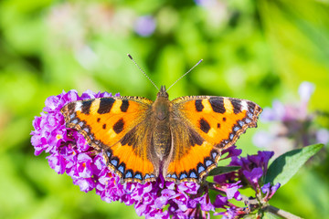 Aglais urticae small tortoiseshell butterfly top view isolated by nature
