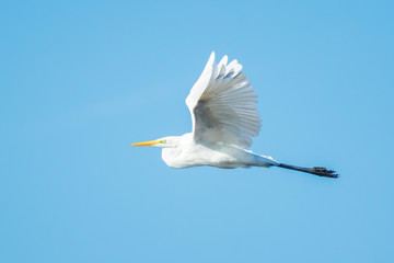 Great egret Ardea alba waterfowl closeup