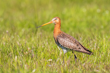 Black-tailed godwit Limosa Limosa foraging in a green meadow