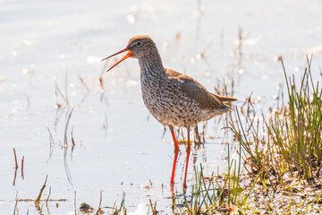 common redshank tringa totanus wading bird